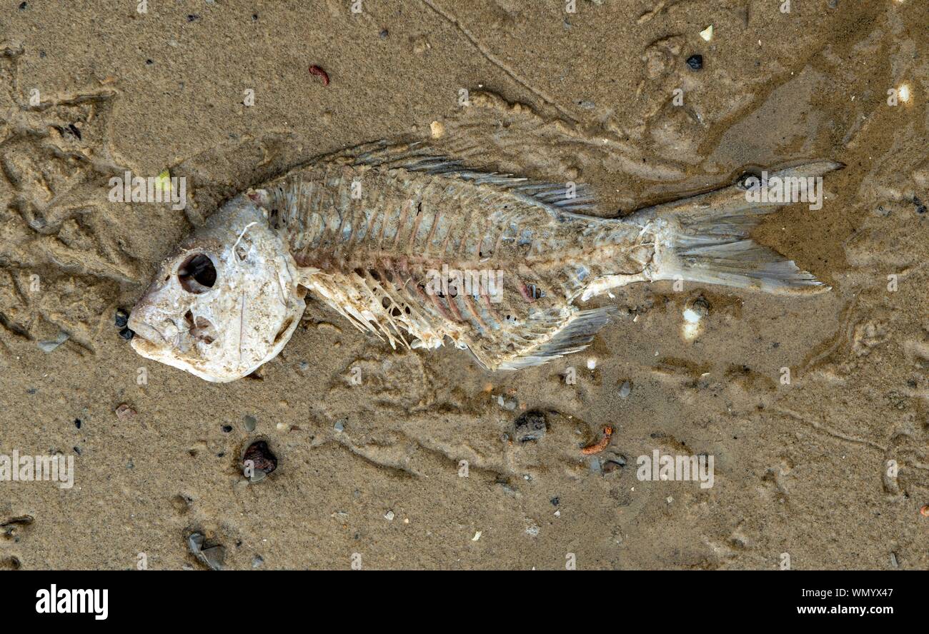 Skeleton Of A Dead Fish On The Beach Northland North Island New   Skeleton Of A Dead Fish On The Beach Northland North Island New Zealand WMYX47 