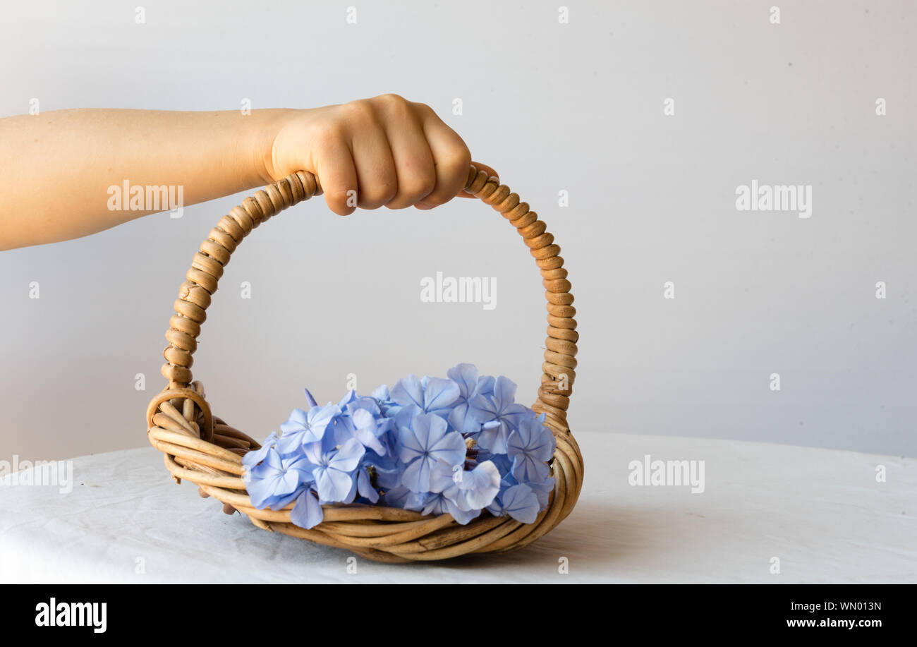 Cropped Hand Of Girl Holding Basket With Flower On Table Against White Background Stock Photo