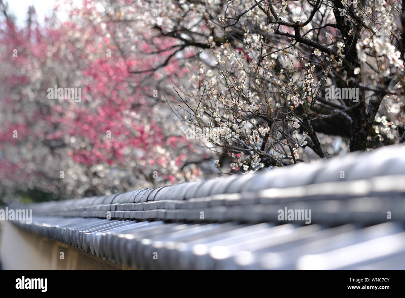 Winter Cherry Tree High Resolution Stock Photography And Images Alamy