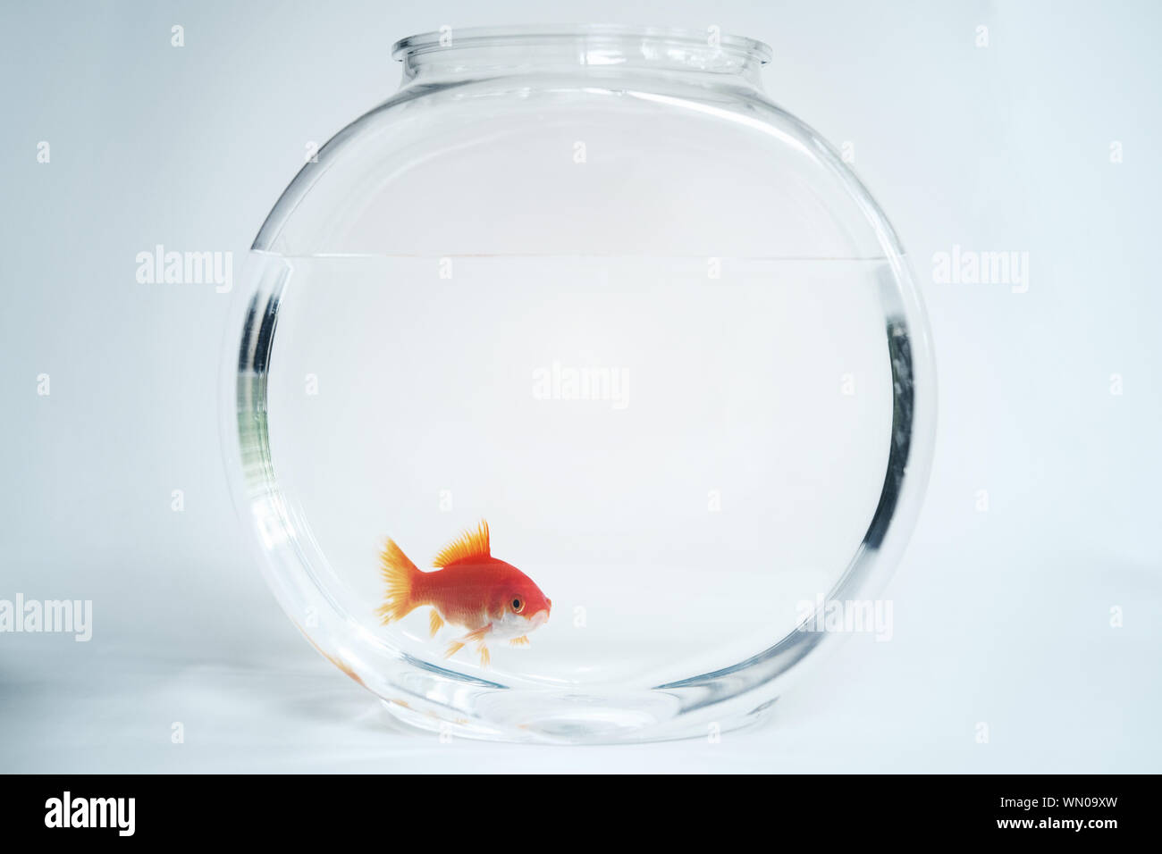 Goldfish in fishbowl Stock Photo Alamy