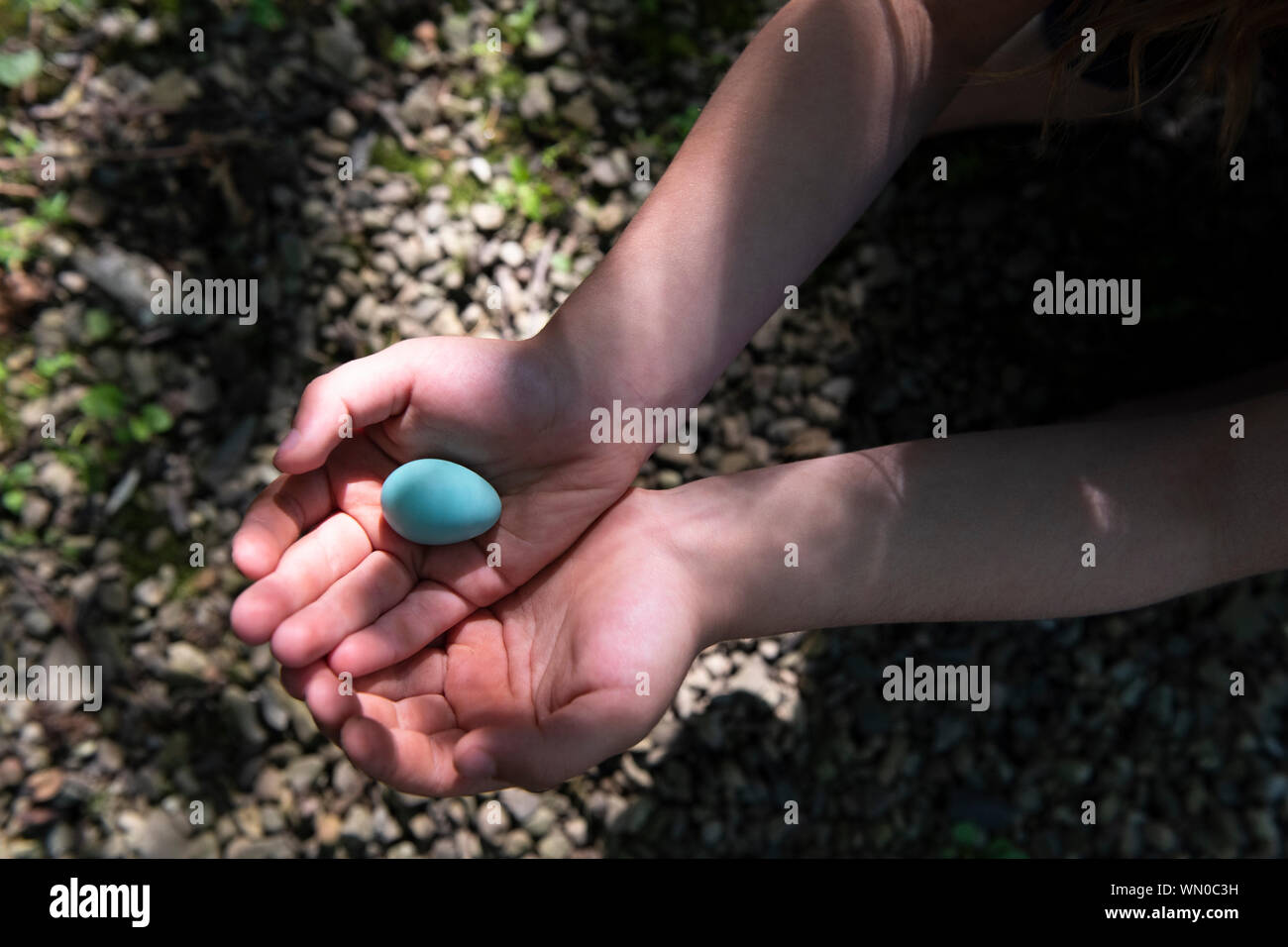 Girl's cupped hands holding blue egg Stock Photo