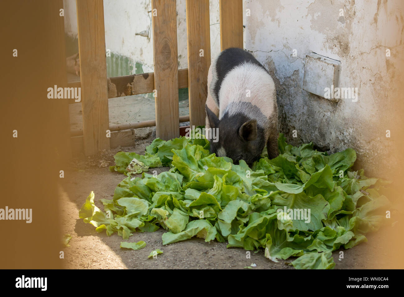 Pig Eating Leaf Vegetables Stock Photo Alamy