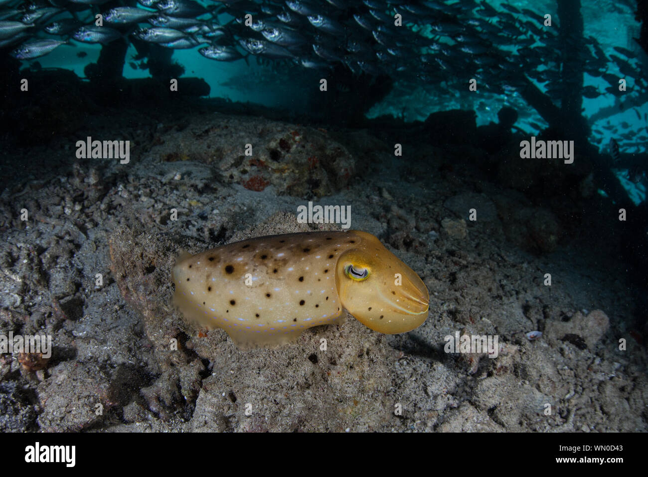 Young cuttlefish hi-res stock photography and images - Alamy