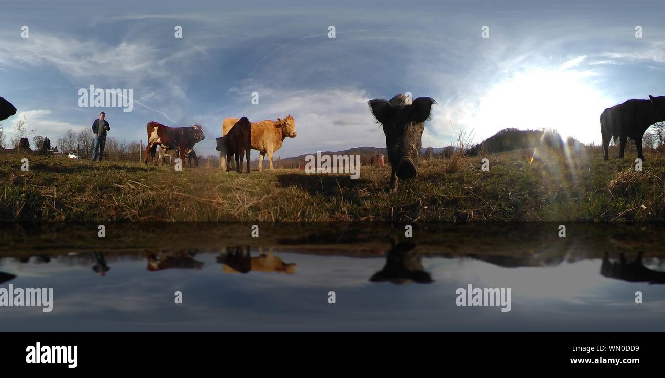 Wide Shot Of Farm Animals Stock Photo