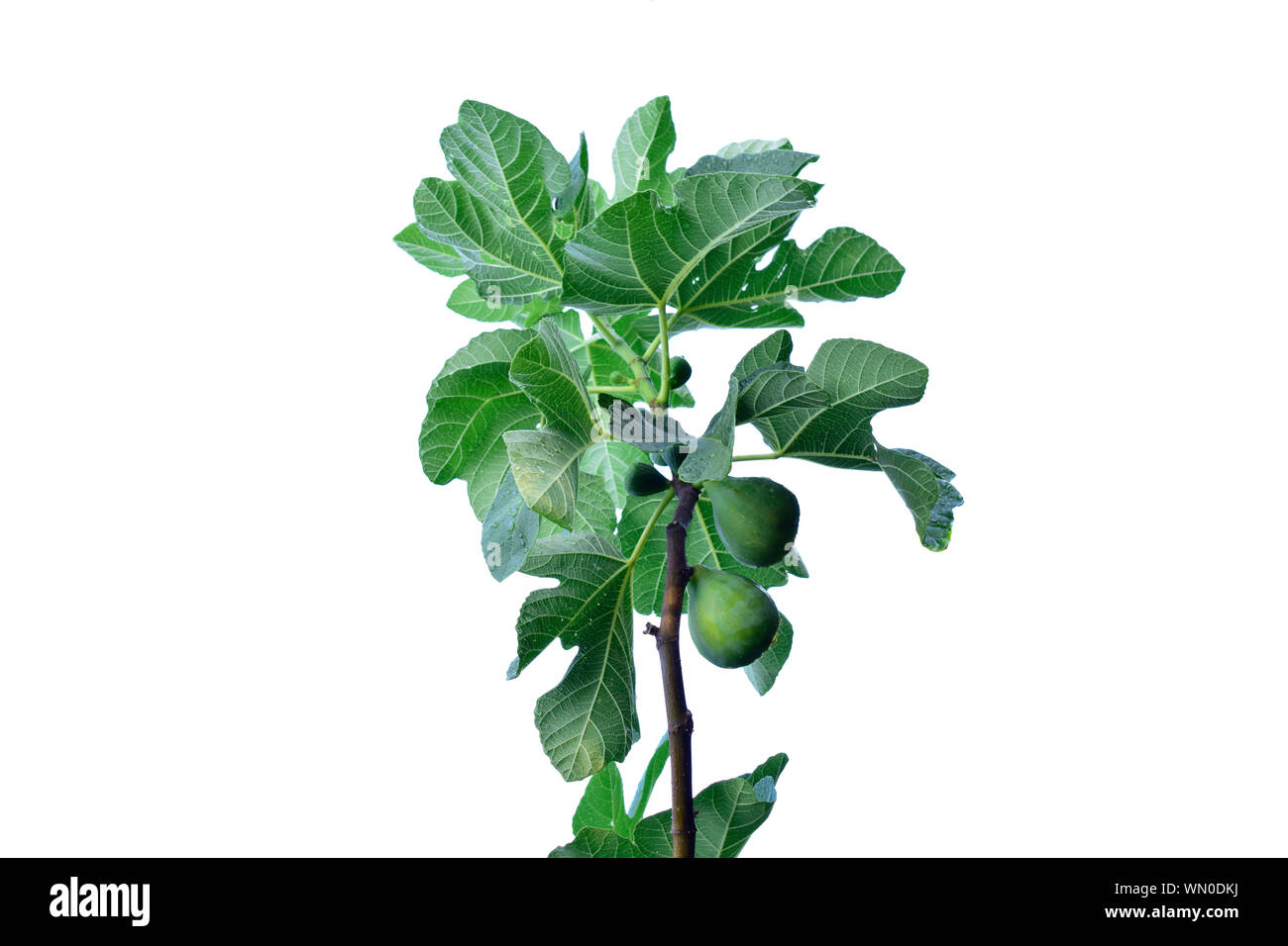 Closeup of figs on the branch of a fig tree isolated on white