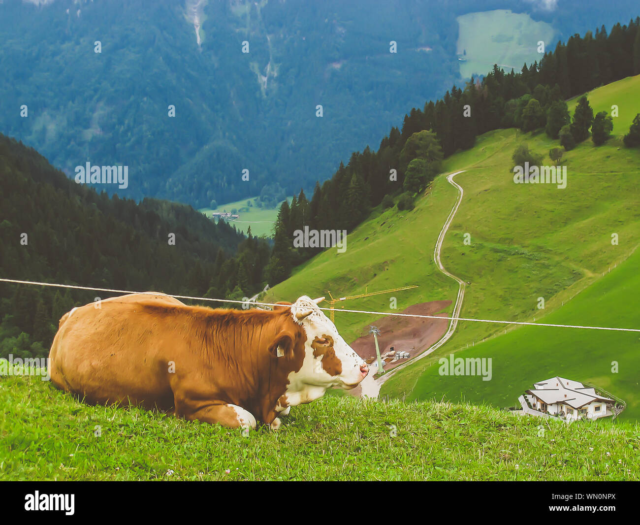 Cow Sitting On Grass Field Stock Photo