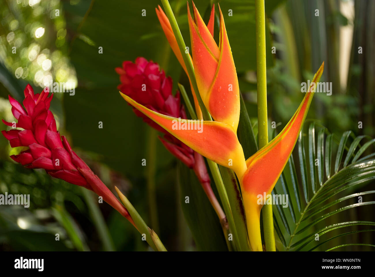 Bird of paradise flower Stock Photo Alamy