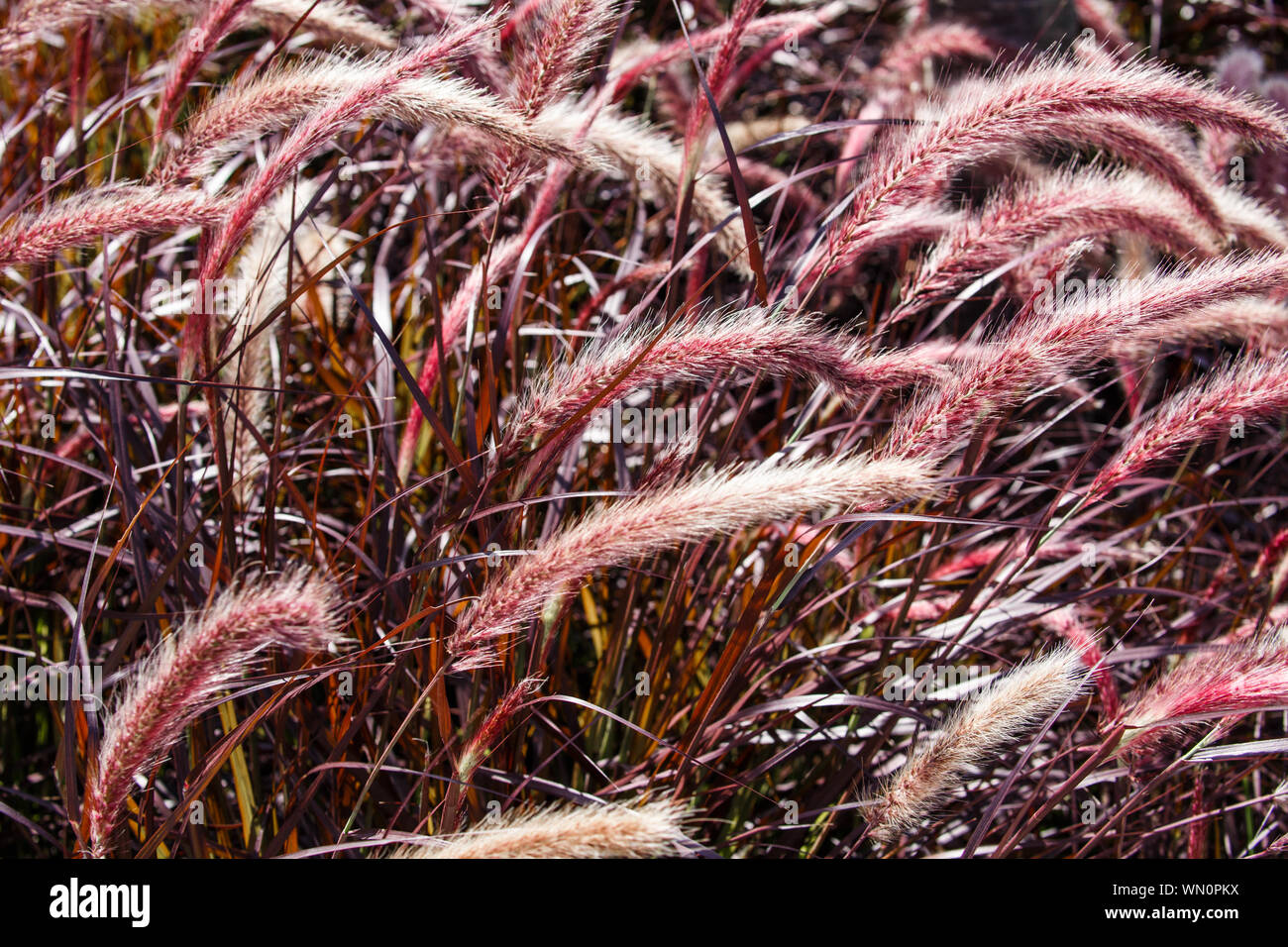Pennisetum purple fountain grass hi-res stock photography and images ...