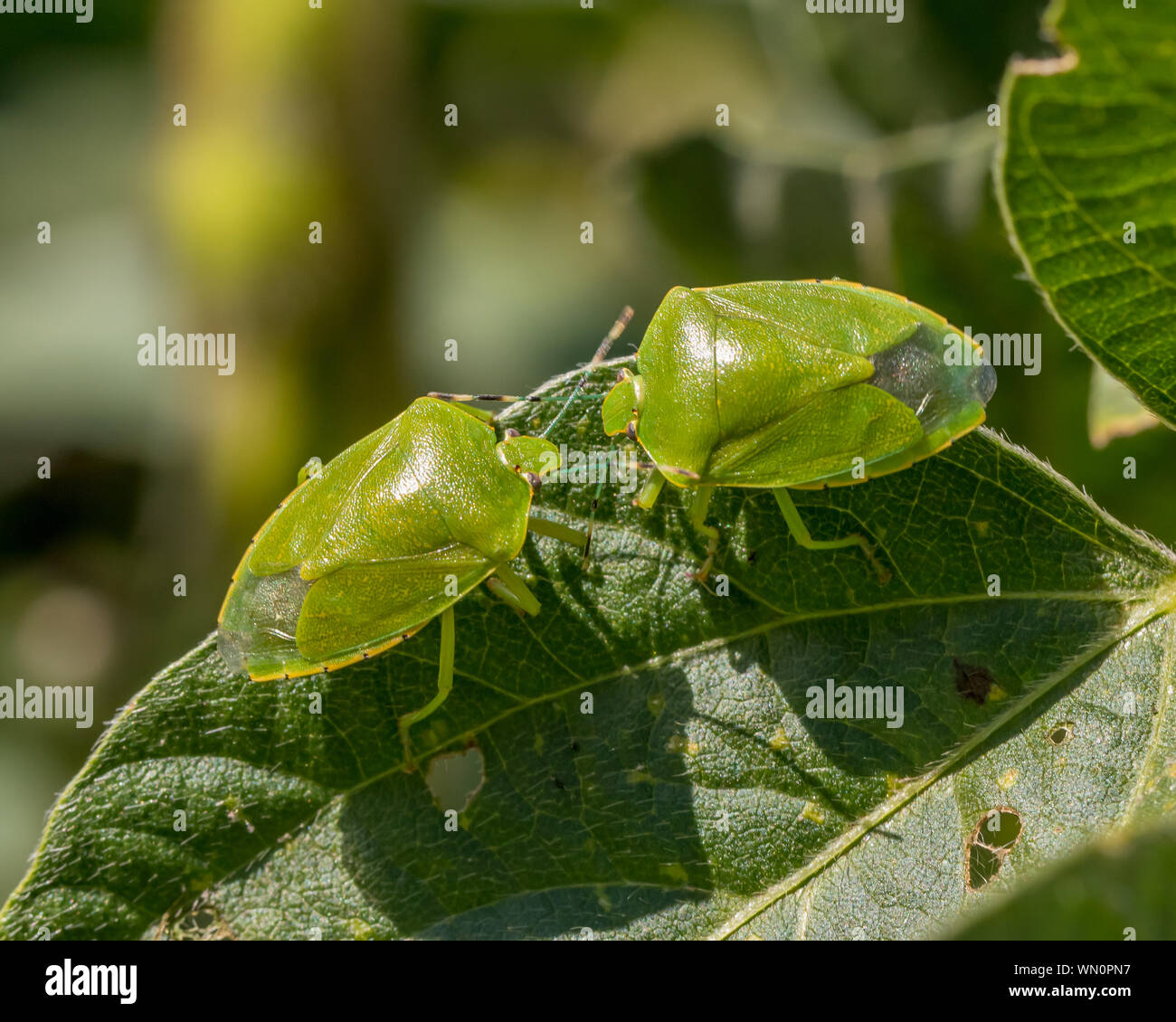 Green stink bug or shield bug on leaf of soybean plant in farm field Stock Photo