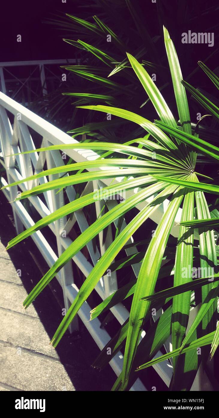 Plants Growing At Night Stock Photo Alamy