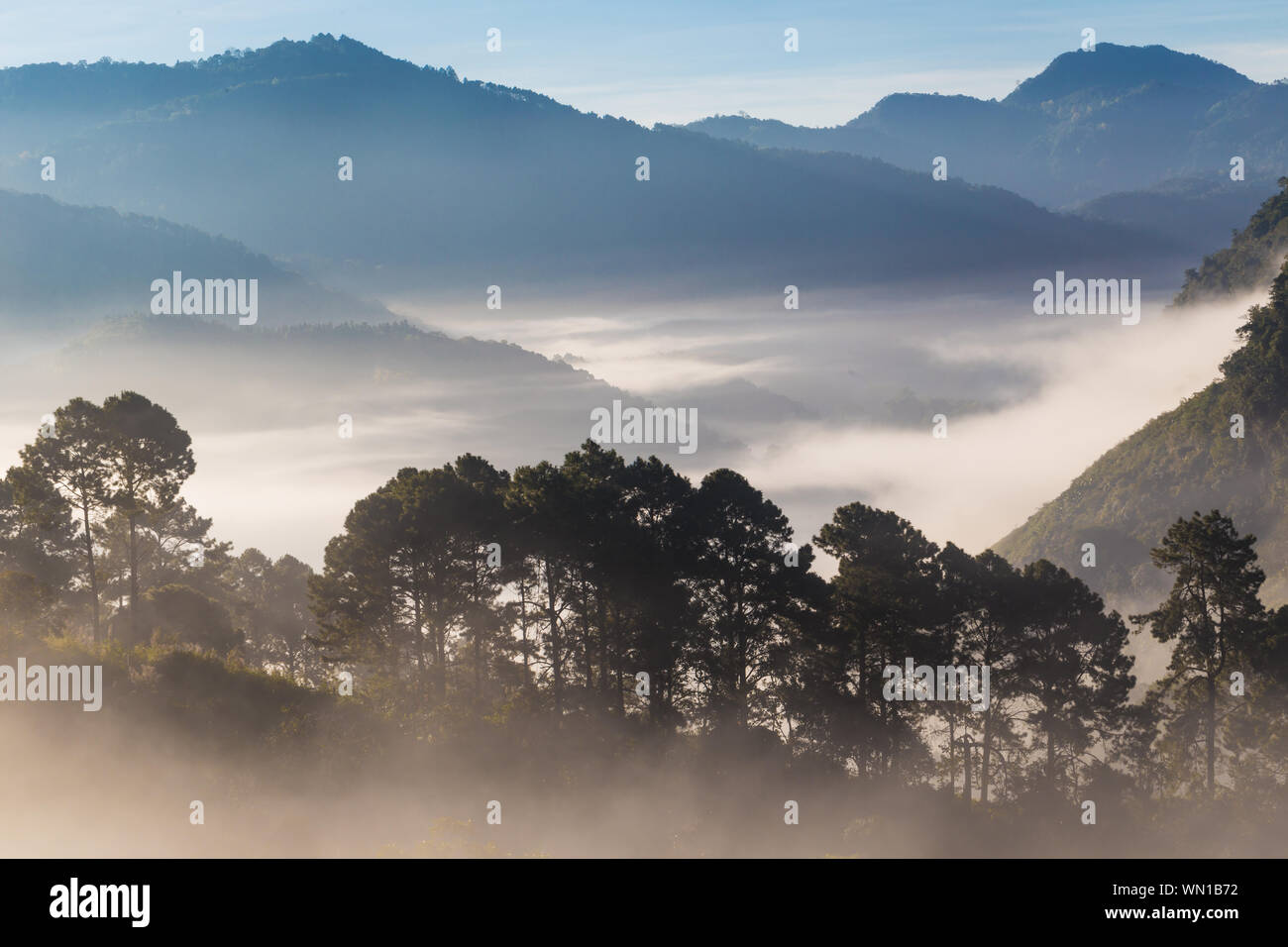 Greenery scene view of mountain forests in morning sunrise with fog