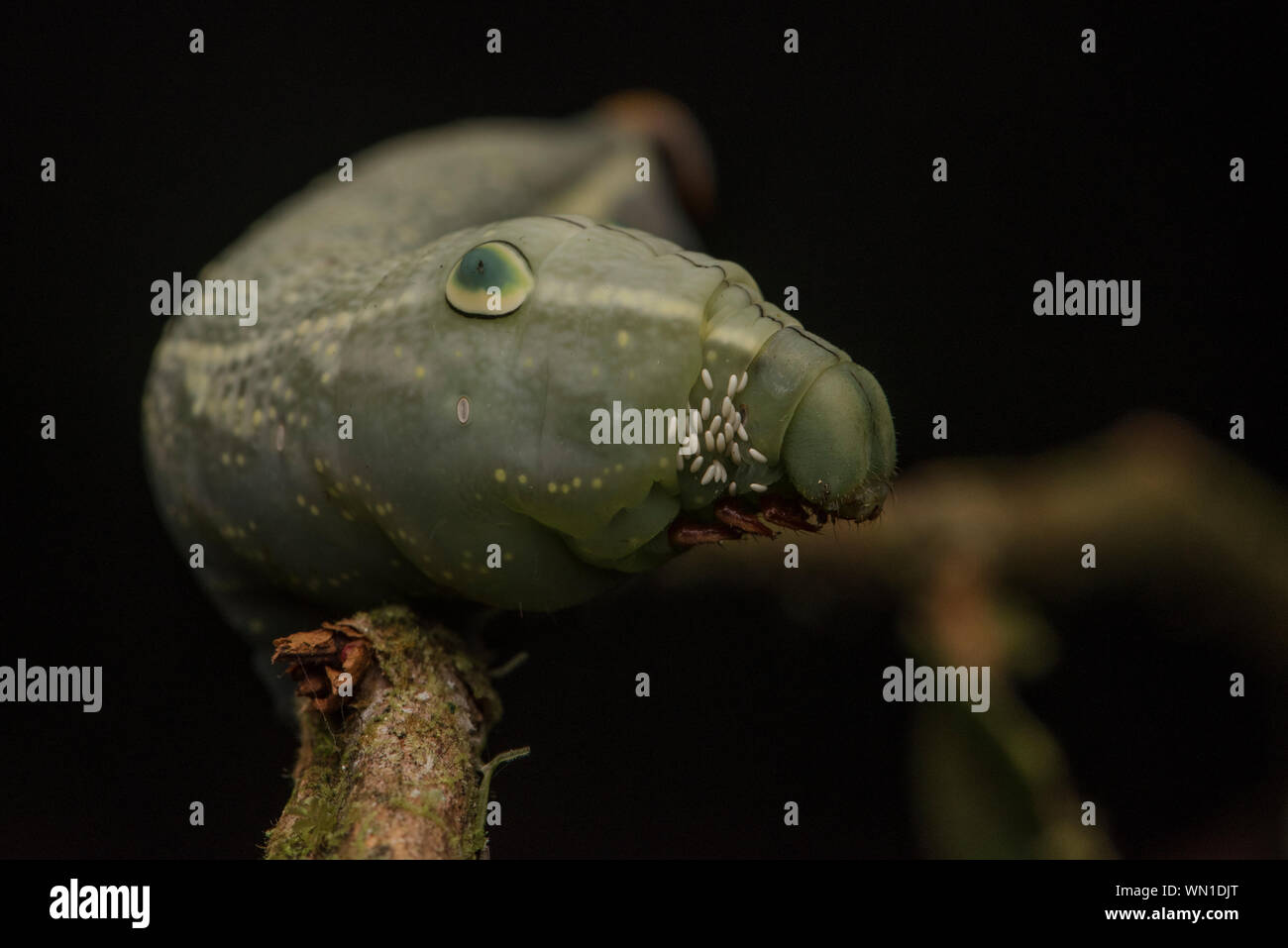 A sphingid caterpillar with parasitoid tachinid fly eggs near its head ...