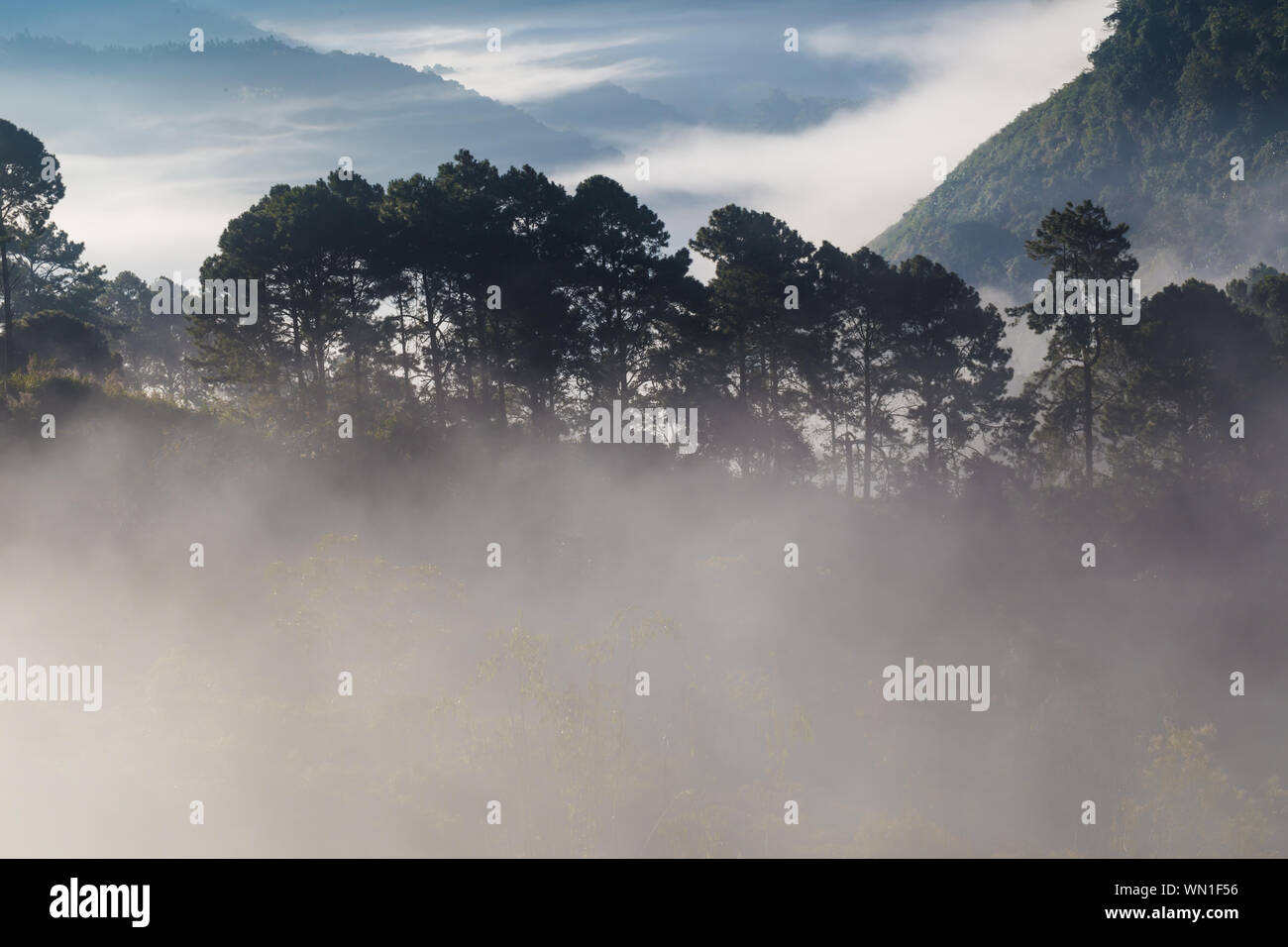 Greenery scene view of mountain forests in morning sunrise with fog