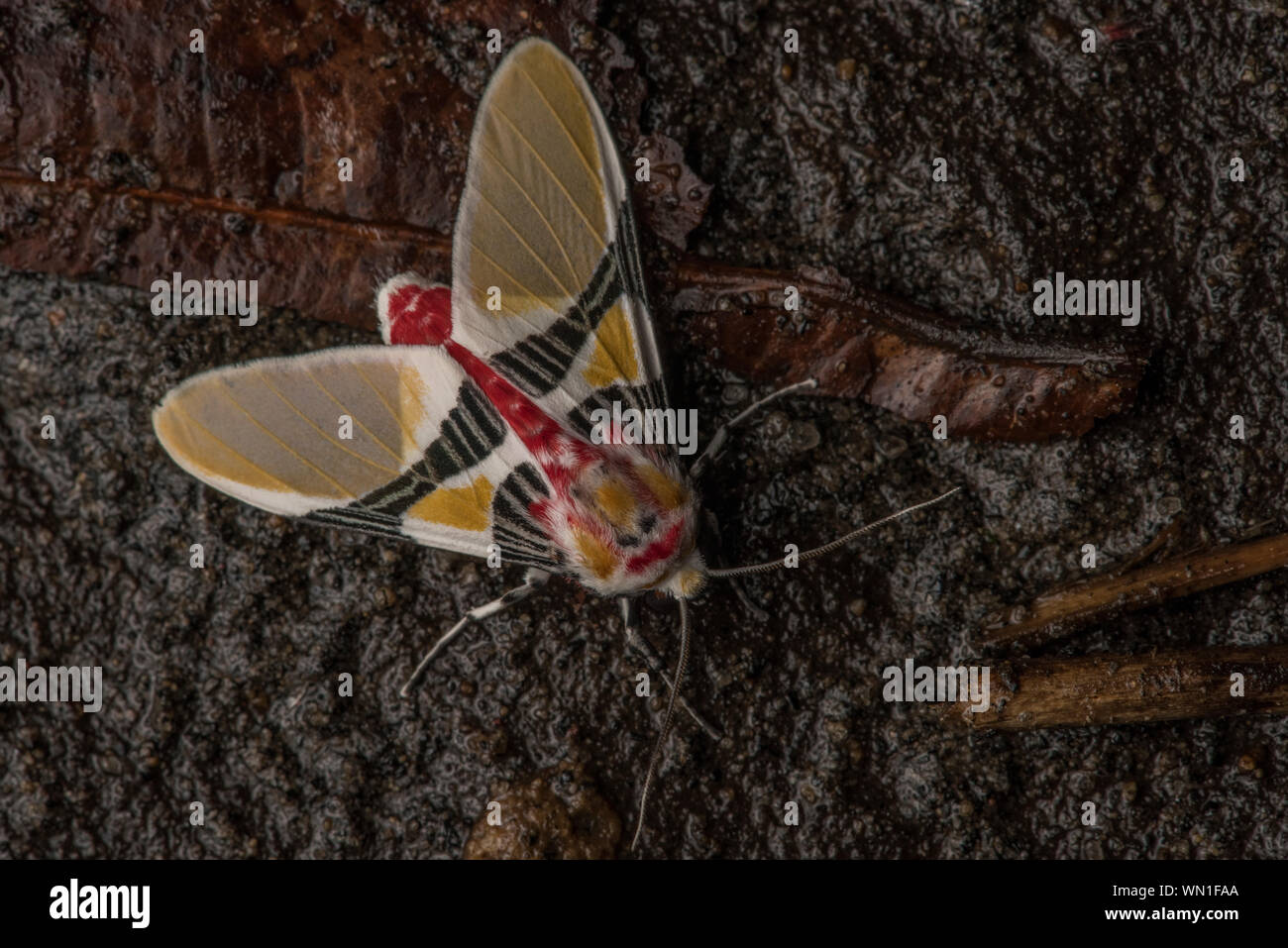 An Idalus species moth from the Mindo region of Ecuador in South America. Stock Photo