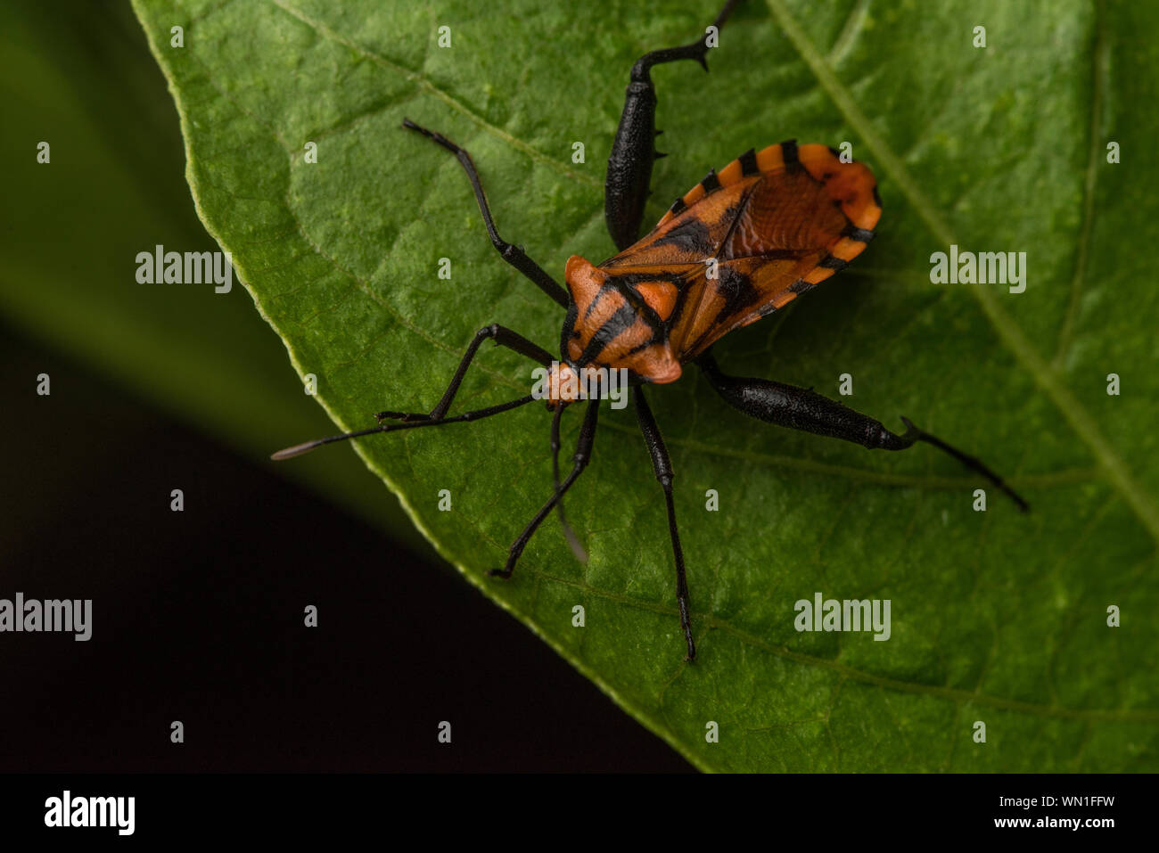 Spartocera pantomima, a colorful leaf footed bug from the Ecuadorian cloud forest. Stock Photo