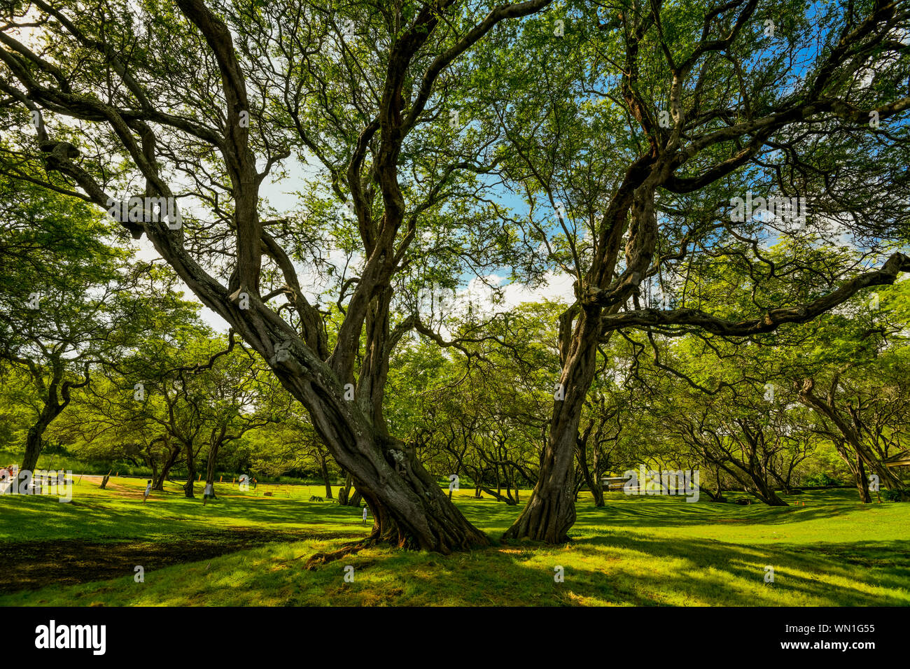 Reach to the Sky Stock Photo - Alamy