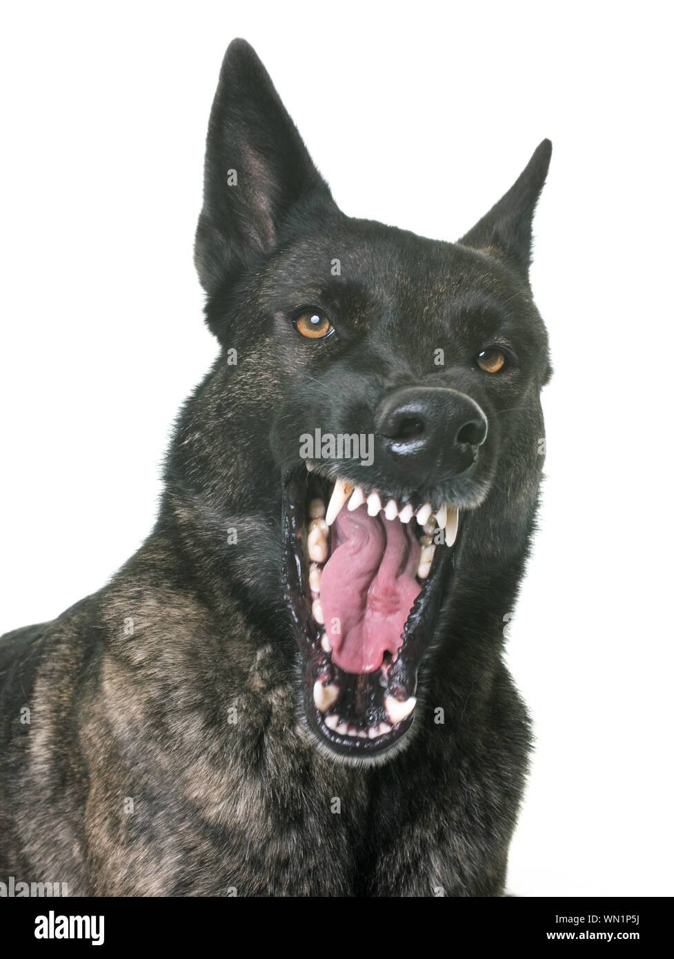 Black Dog Barking High Resolution Stock Photography and Images Alamy