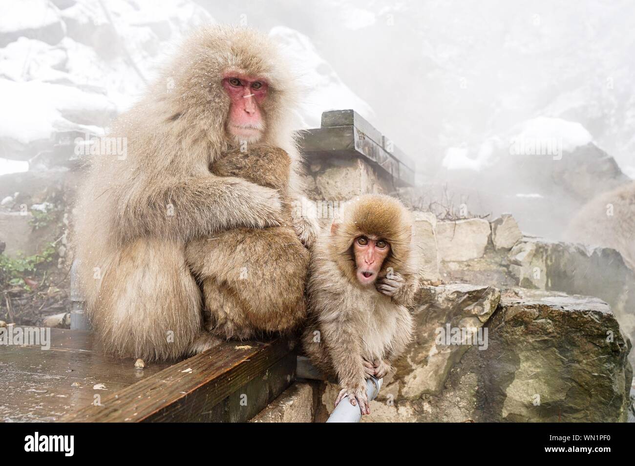Monkeys japan hi-res stock photography and images - Alamy