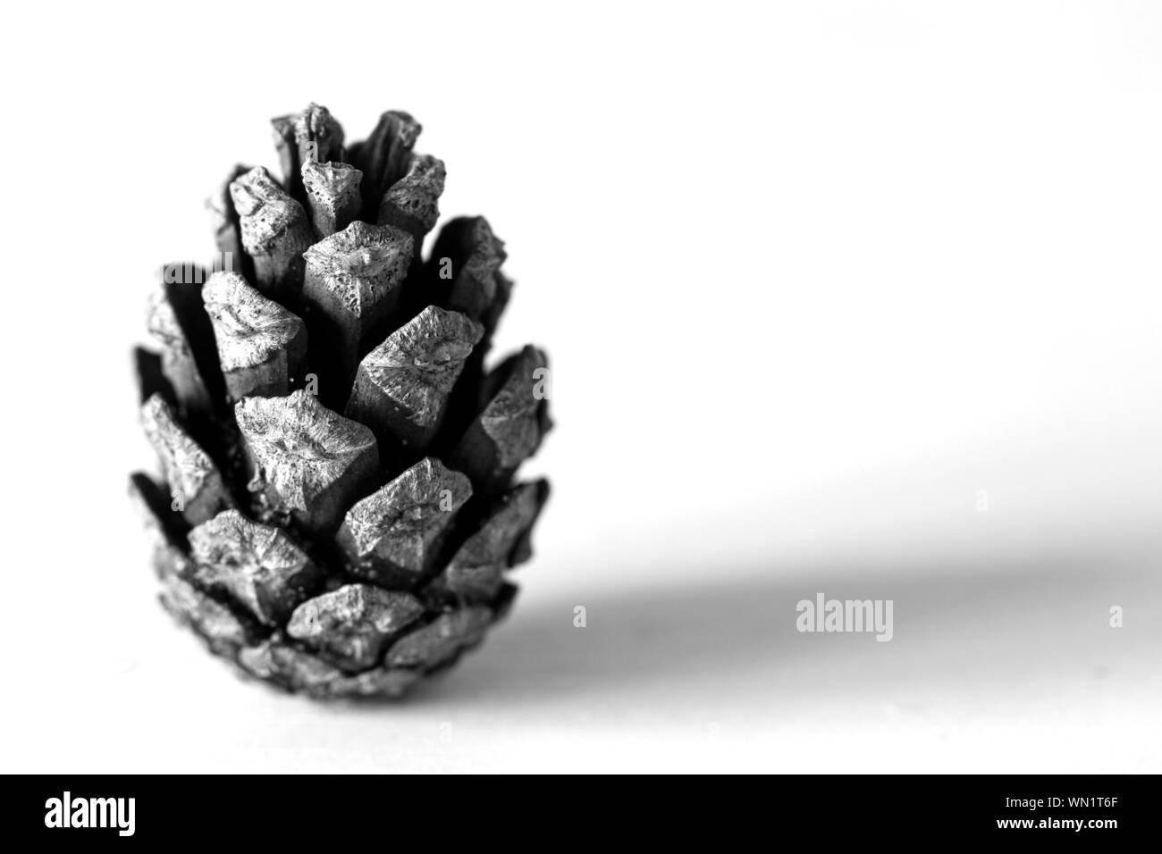 Pine cone seed Black and White Stock Photos & Images Alamy