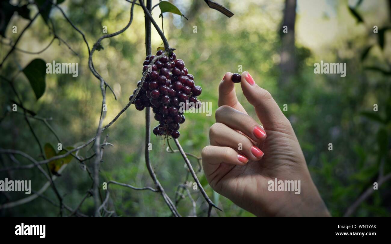 Cropped Image Of Woman Wild Berry In Forest Stock Photo