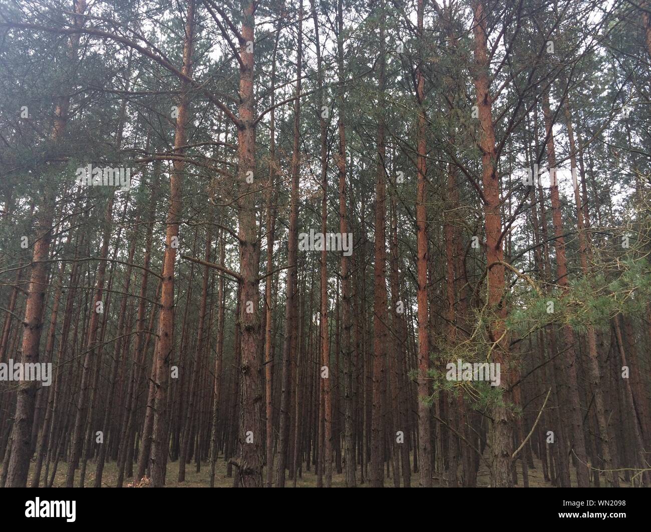 Forest With Tall Trees Stock Photo