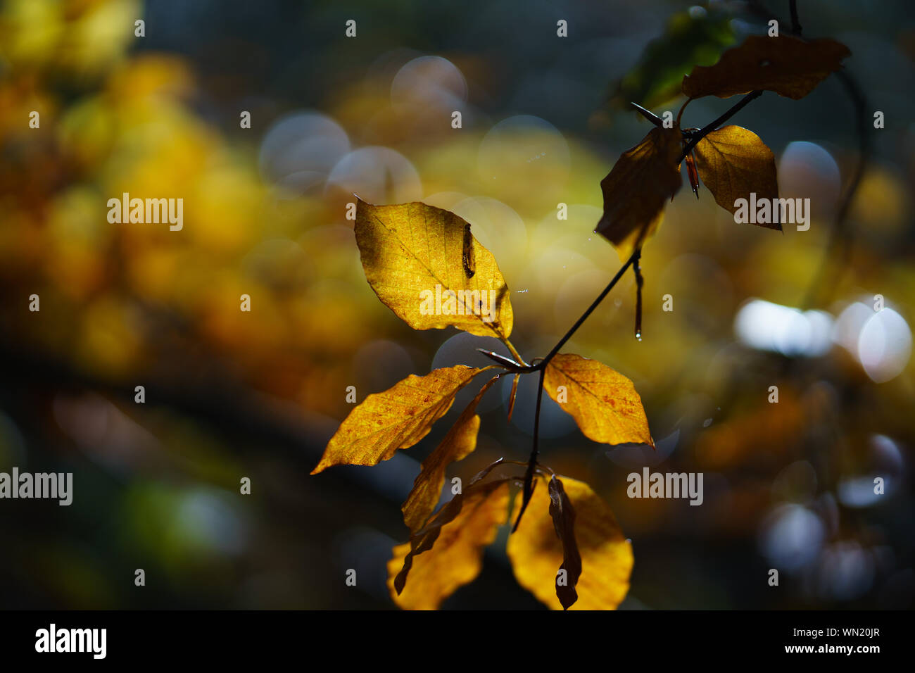 Foliage leaves nature hi-res stock photography and images - Alamy