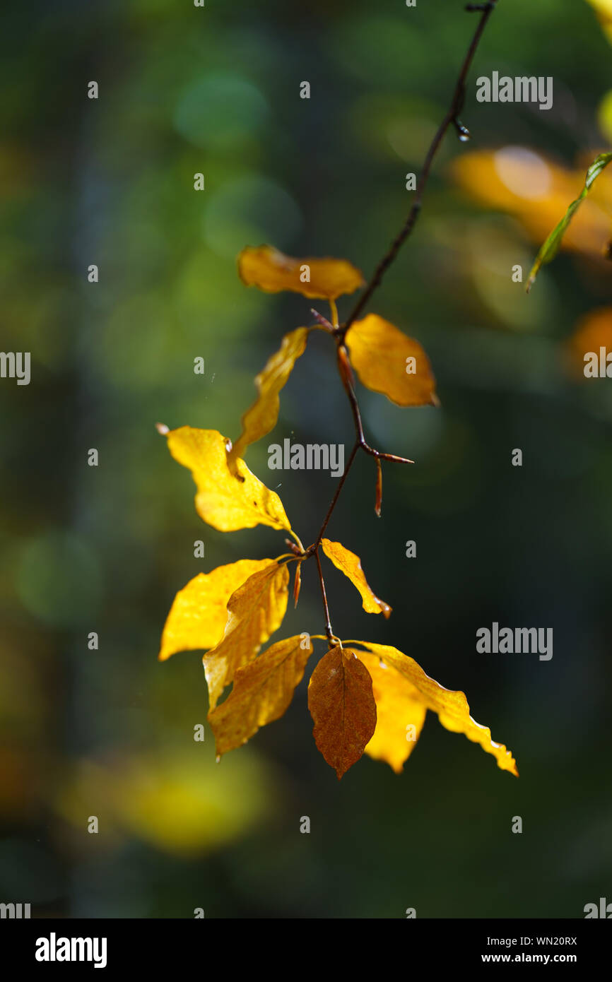 Foliage leaves nature hi-res stock photography and images - Alamy