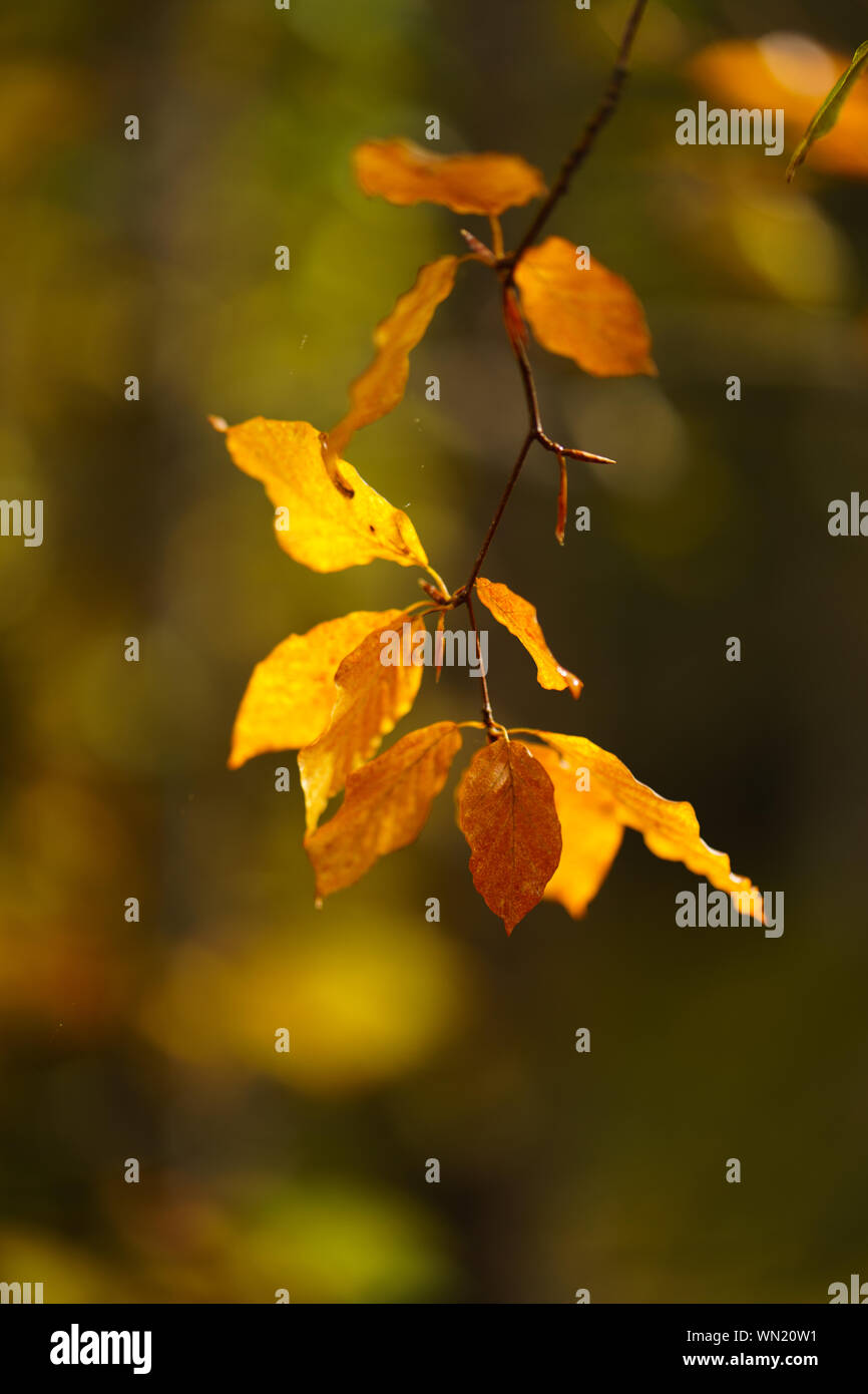 Foliage leaves nature hi-res stock photography and images - Alamy