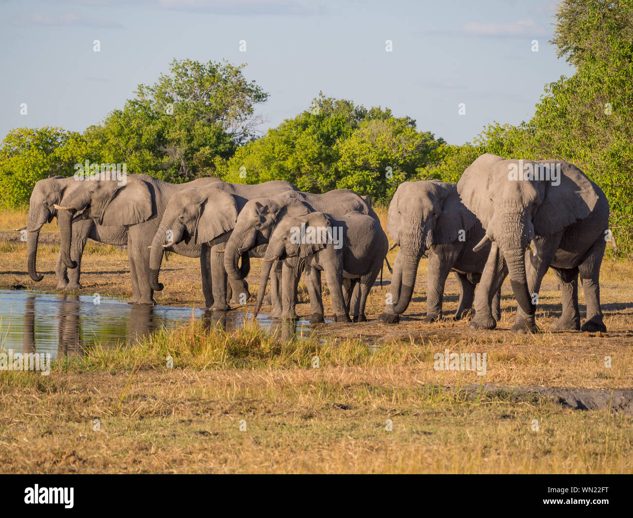 Large Group Of African Elephant Drinking From River Kwai, Moremi Game Reserve, Botswana, Africa Stock Photo