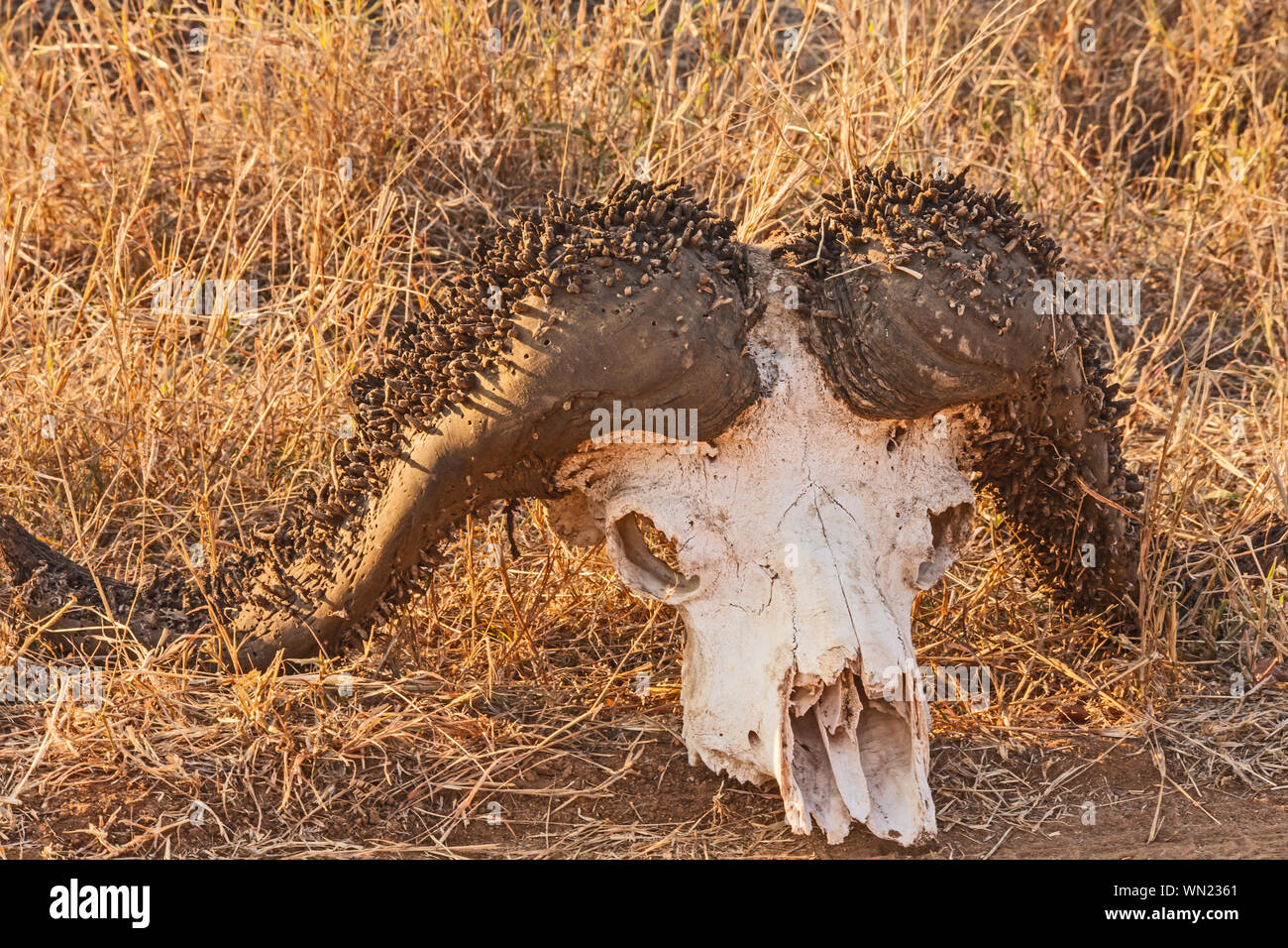 Cape Buffalo Skull 2 Stock Photo - Alamy