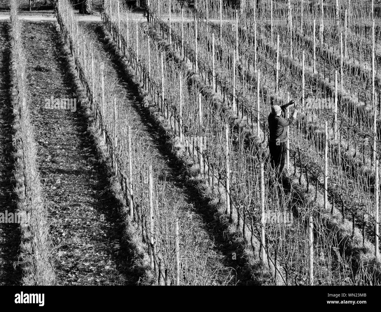 One Farmer Black and White Stock Photos & Images - Alamy
