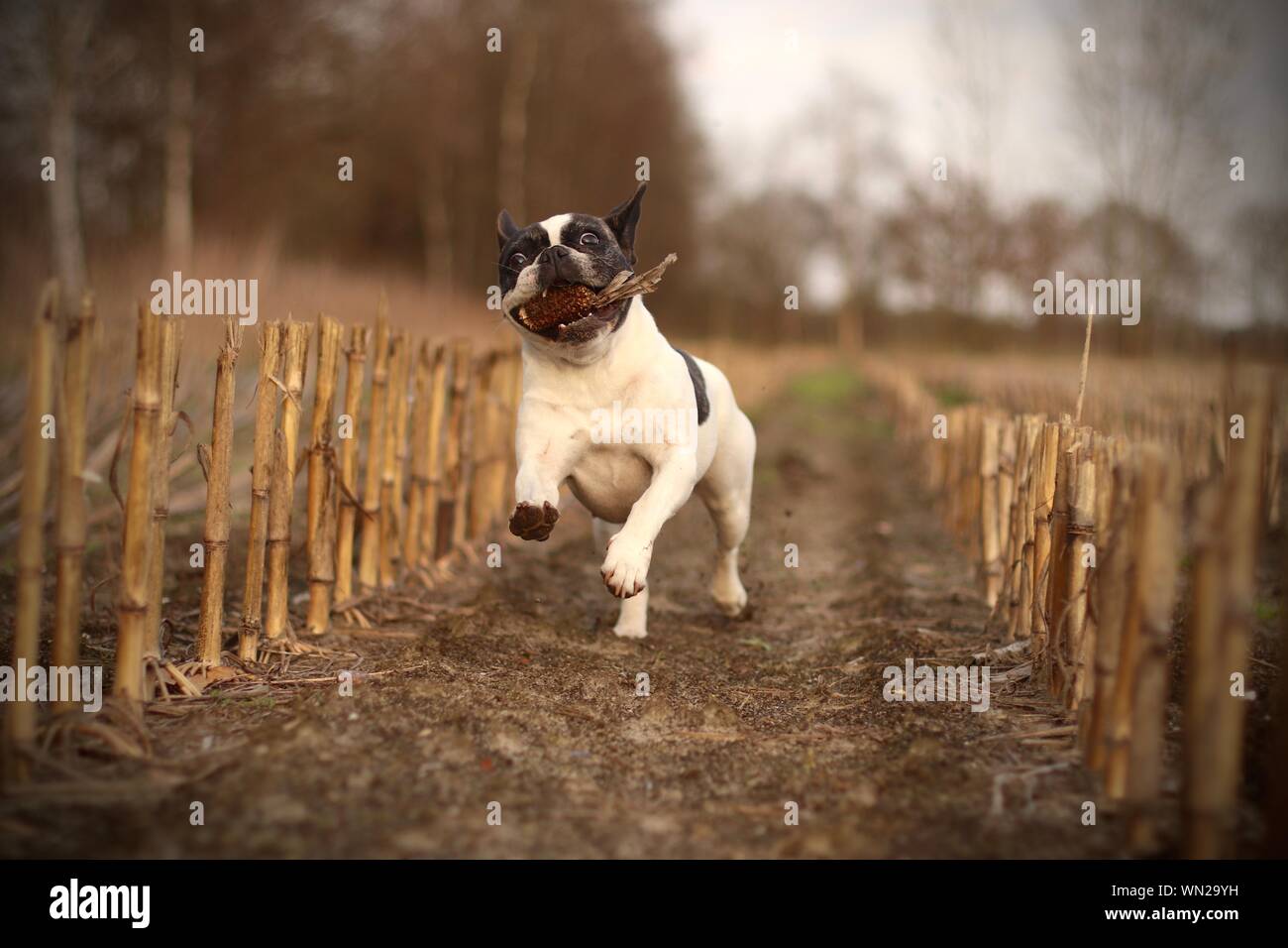 Dog Carrying Stick In Mouth Stock Photo Alamy
