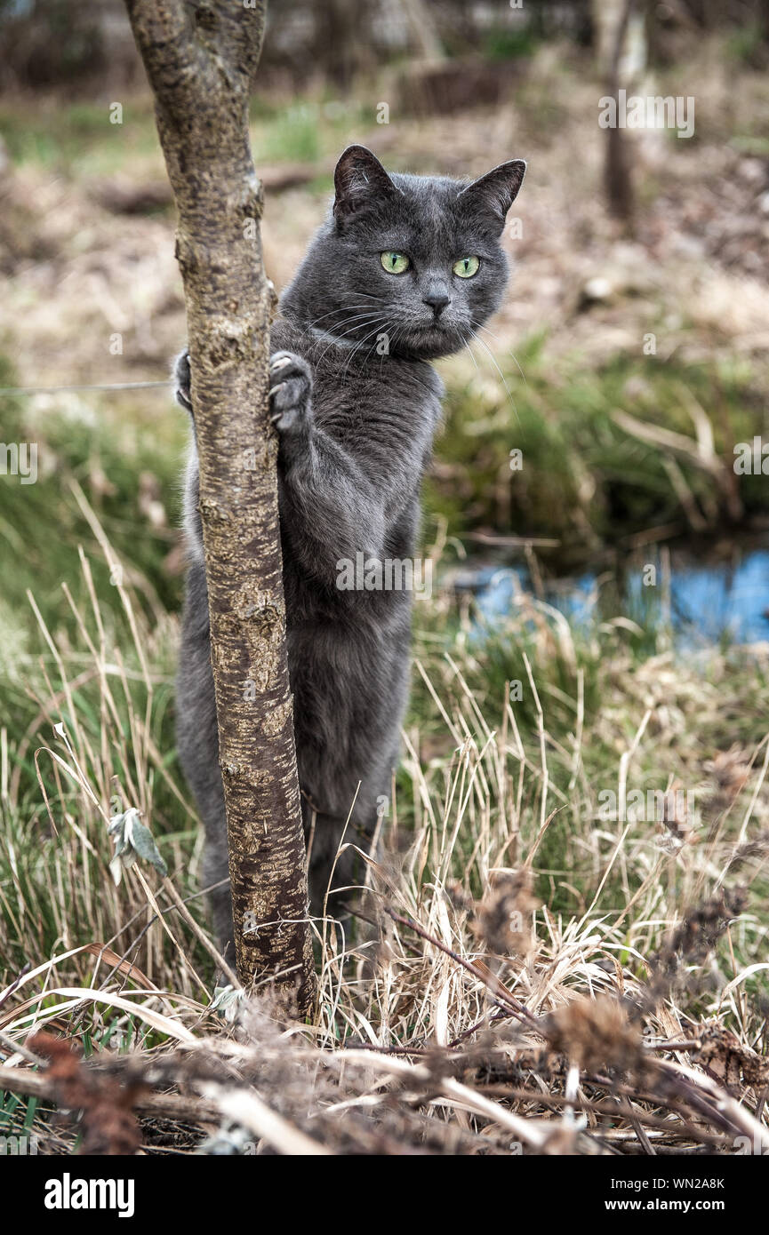 cat scratching tree trunk