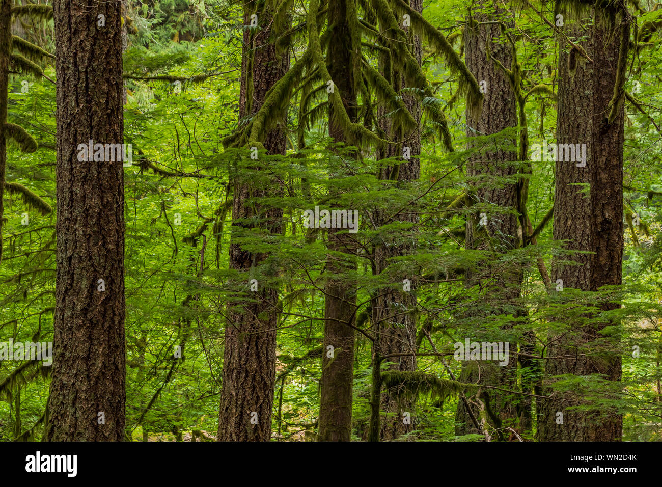 Western Hemlock, Tsuga heterophylla, grovein Federation Forest State Park near Mount Rainier, Washington State, USA Stock Photo