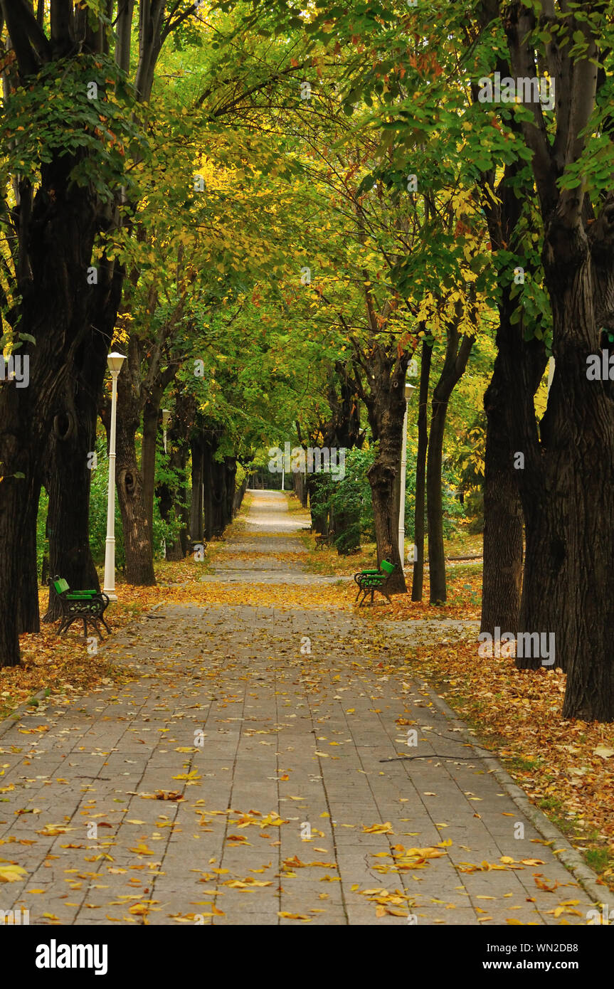 Dirt Road Amidst Trees Stock Photo - Alamy