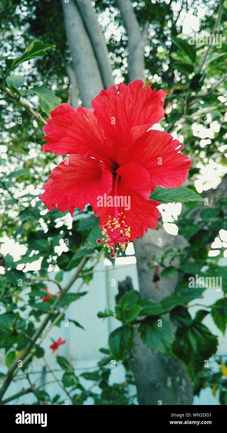Hibiscus flower tree hi-res stock photography and images - Alamy