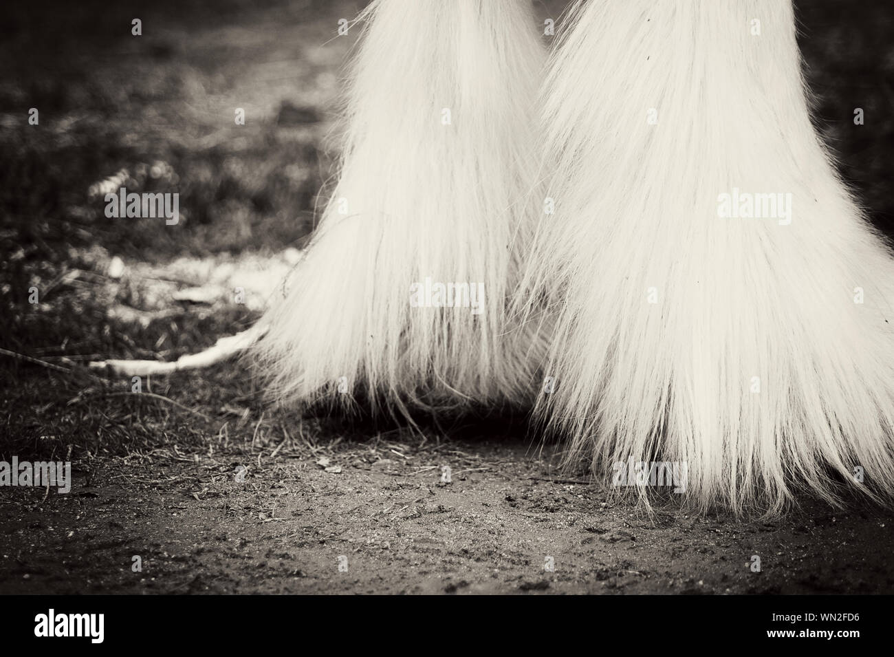 Horse with leg up hires stock photography and images Alamy