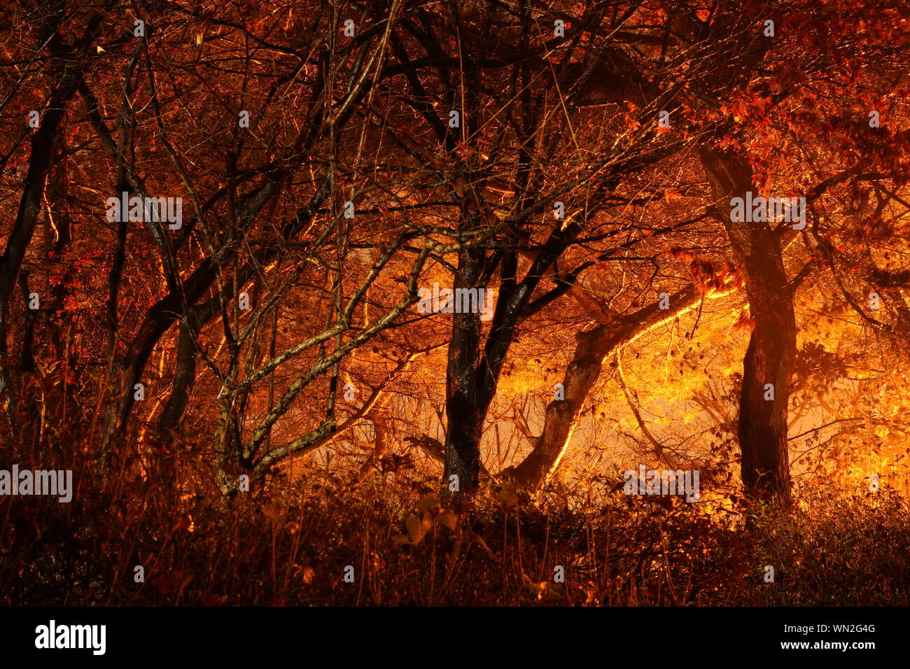 Trees In Forest At Night Stock Photo