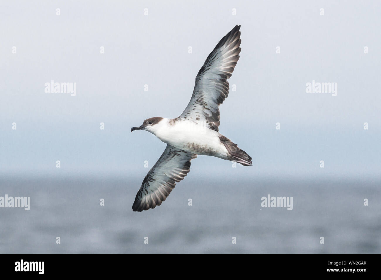A great shearwater (Ardenna gravis) in flight on a pelagic seabird trip. Stock Photo
