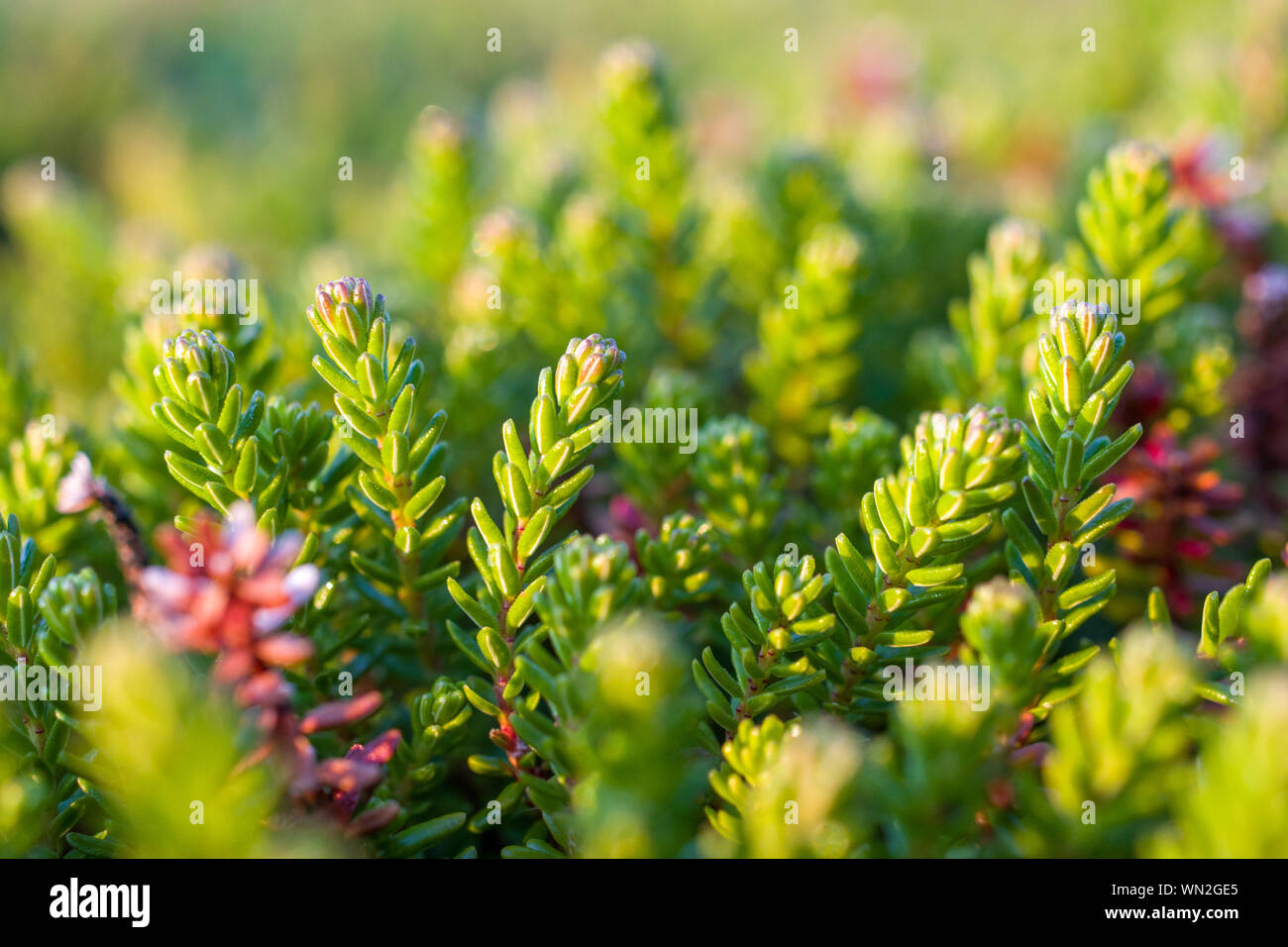 A small Sedum sp. succulent in the fall. Stock Photo