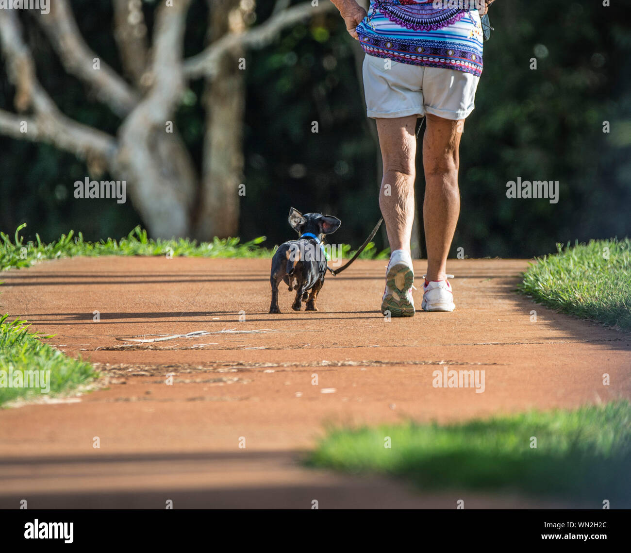 Three Quarter Length Of A Senior Woman Walking Her Dog Stock Photo