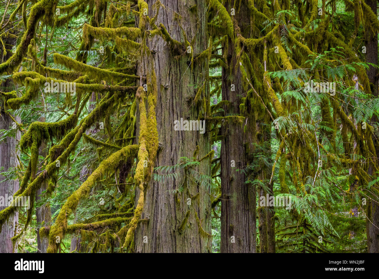 Western Red Cedar, Thuja plicata,  trees in Federation Forest State Park near Mount Rainier, Washington State, USA Stock Photo