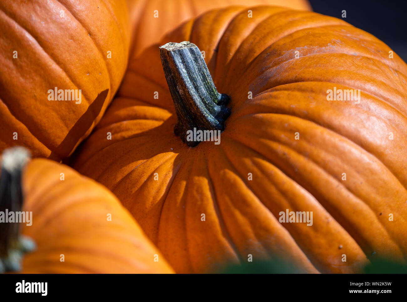 05 September 2019, Mecklenburg-Western Pomerania, Rövershagen: Large pumpkins lie on the market square in Karl's adventure village. The pumpkin season officially starts here at the weekend. Four giant pumpkin figures on the theme 'Olympic Games' have already been set up. The figures have a size of up to 5 meters and consist of hundreds of pumpkins. Photo: Jens Büttner/dpa-Zentralbild/dpa Stock Photo