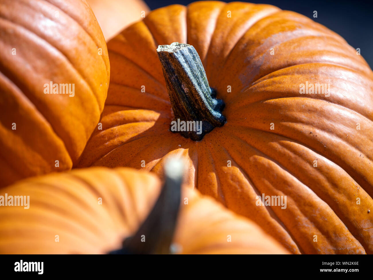 05 September 2019, Mecklenburg-Western Pomerania, Rövershagen: Large pumpkins lie on the market square in Karl's adventure village. The pumpkin season officially starts here at the weekend. Four giant pumpkin figures on the theme 'Olympic Games' have already been set up. The figures have a size of up to 5 meters and consist of hundreds of pumpkins. Photo: Jens Büttner/dpa-Zentralbild/dpa Stock Photo