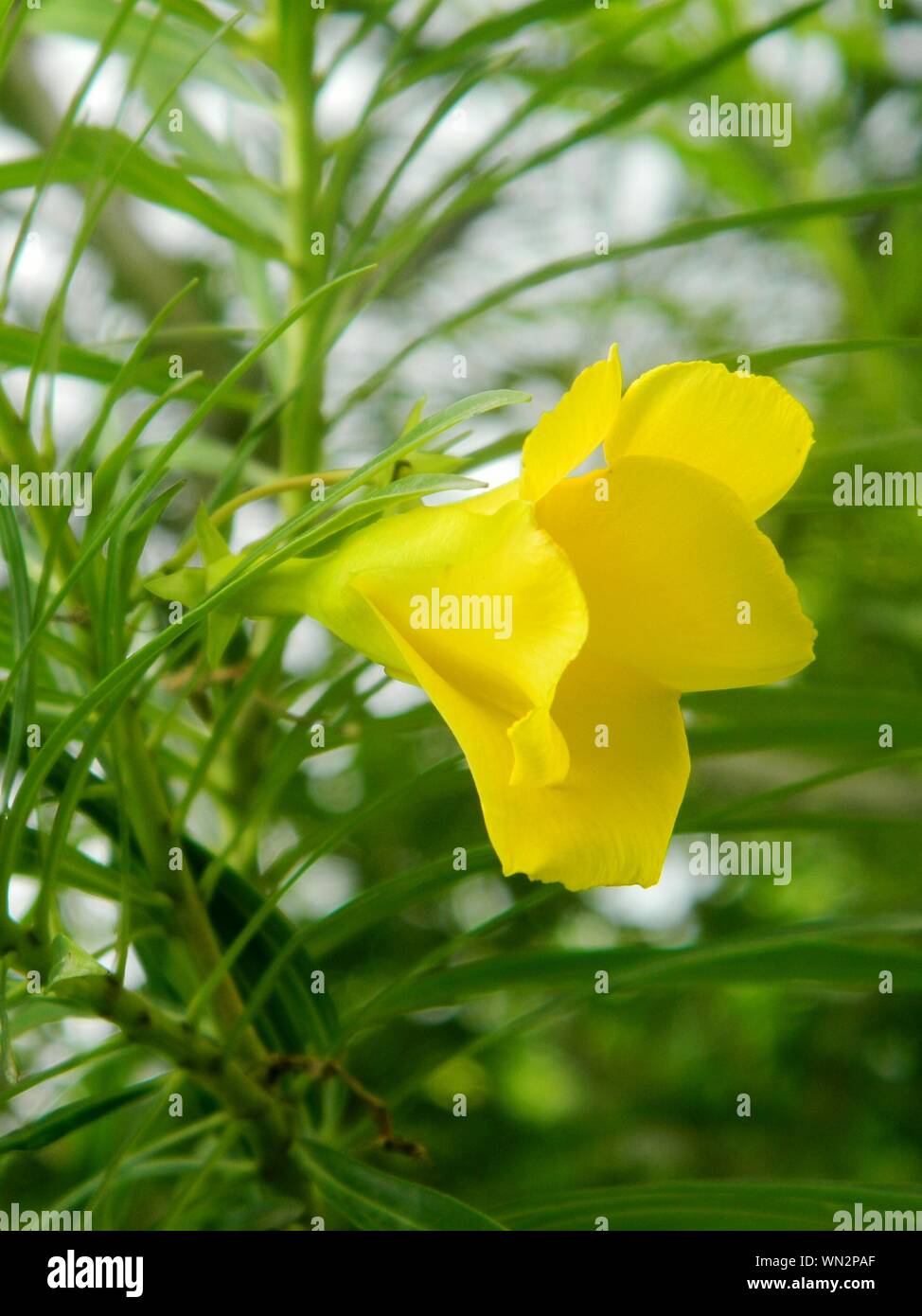 Yellow oleander hires stock photography and images Alamy