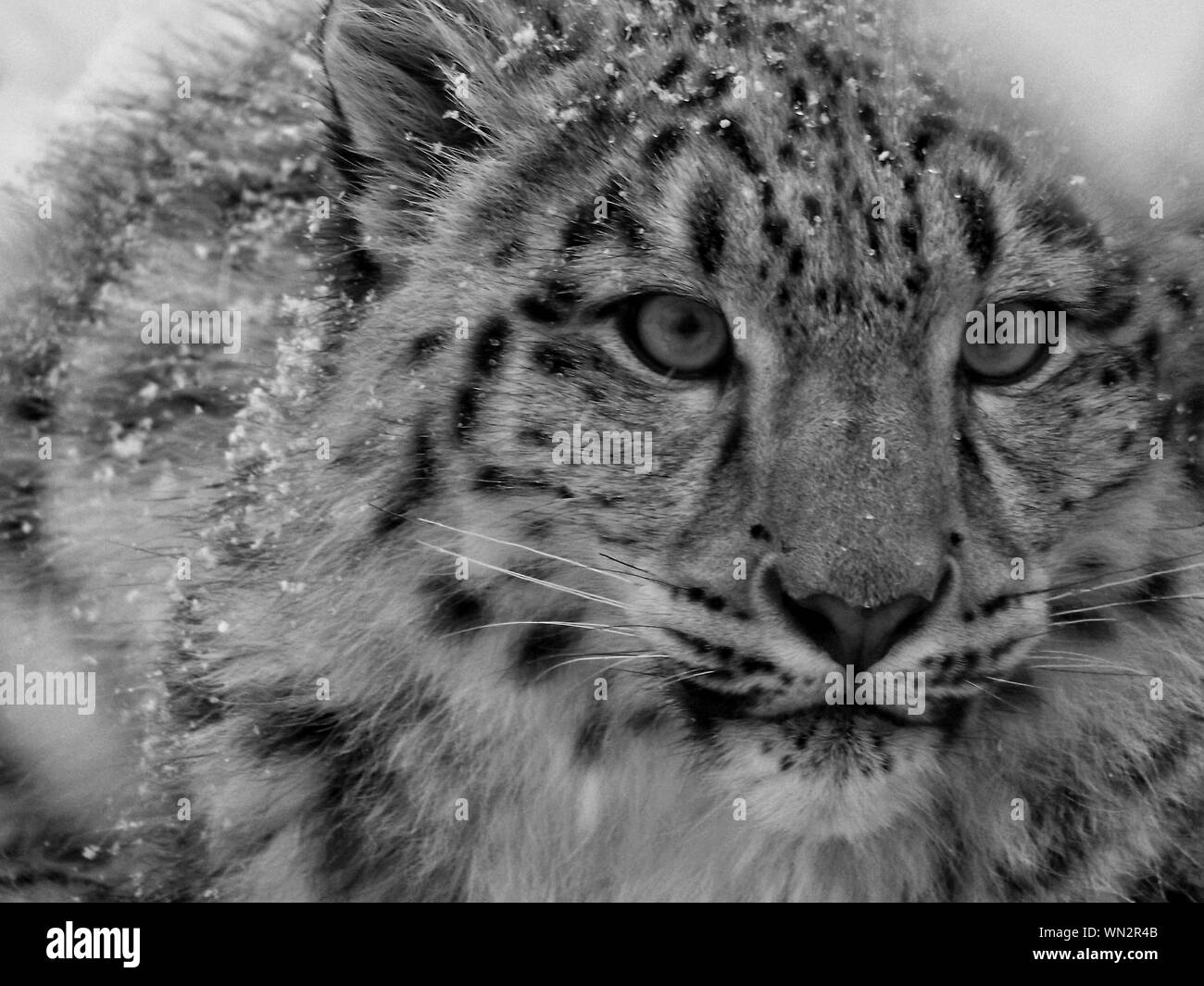 Snow Leopard Black And White Stock Photos Images Alamy