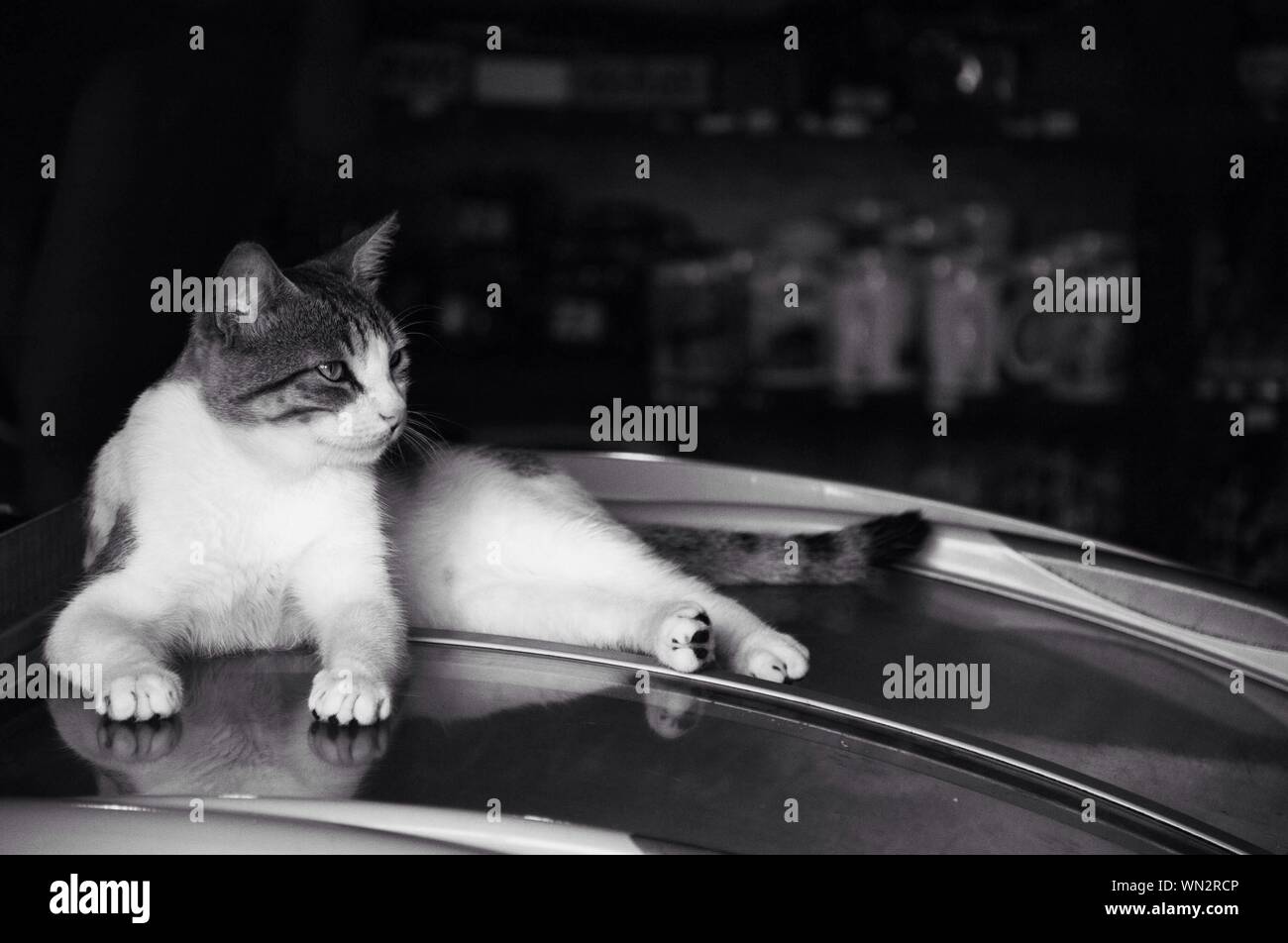 Cat on the roof of the car hires stock photography and images Alamy