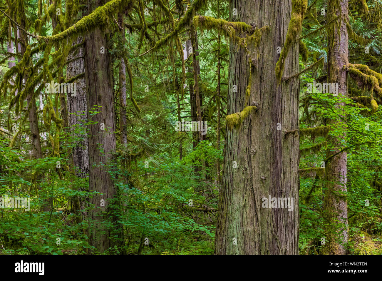 Western Red Cedar, Thuja plicata, and Sitka Sprude, Picea sitchensis, with Vine Maple, Acer circinatum, in Federation Forest State Park near Mount Rai Stock Photo