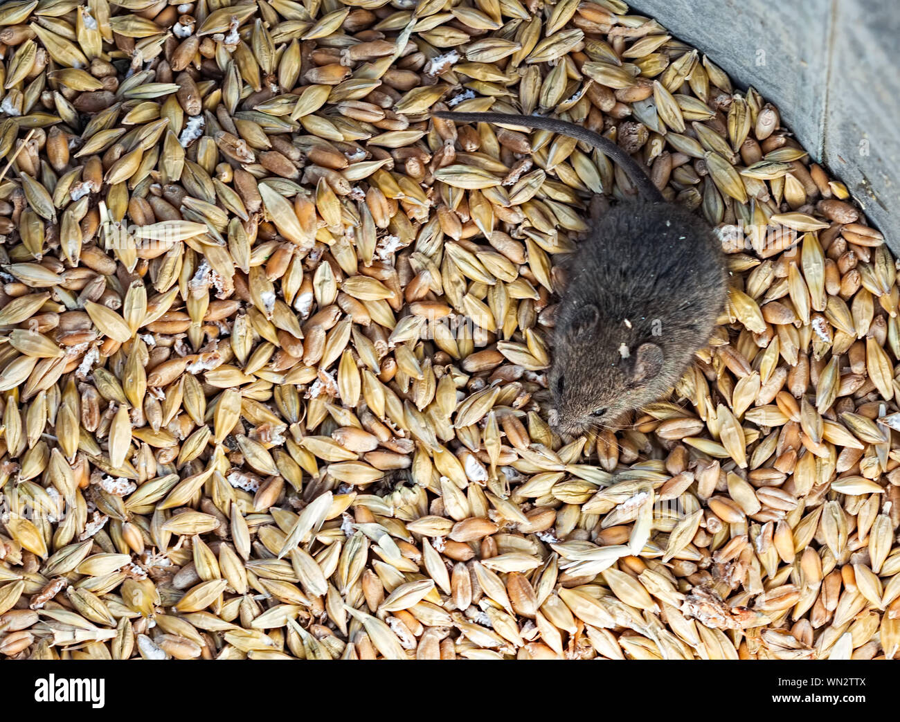Mouse seed hires stock photography and images Alamy