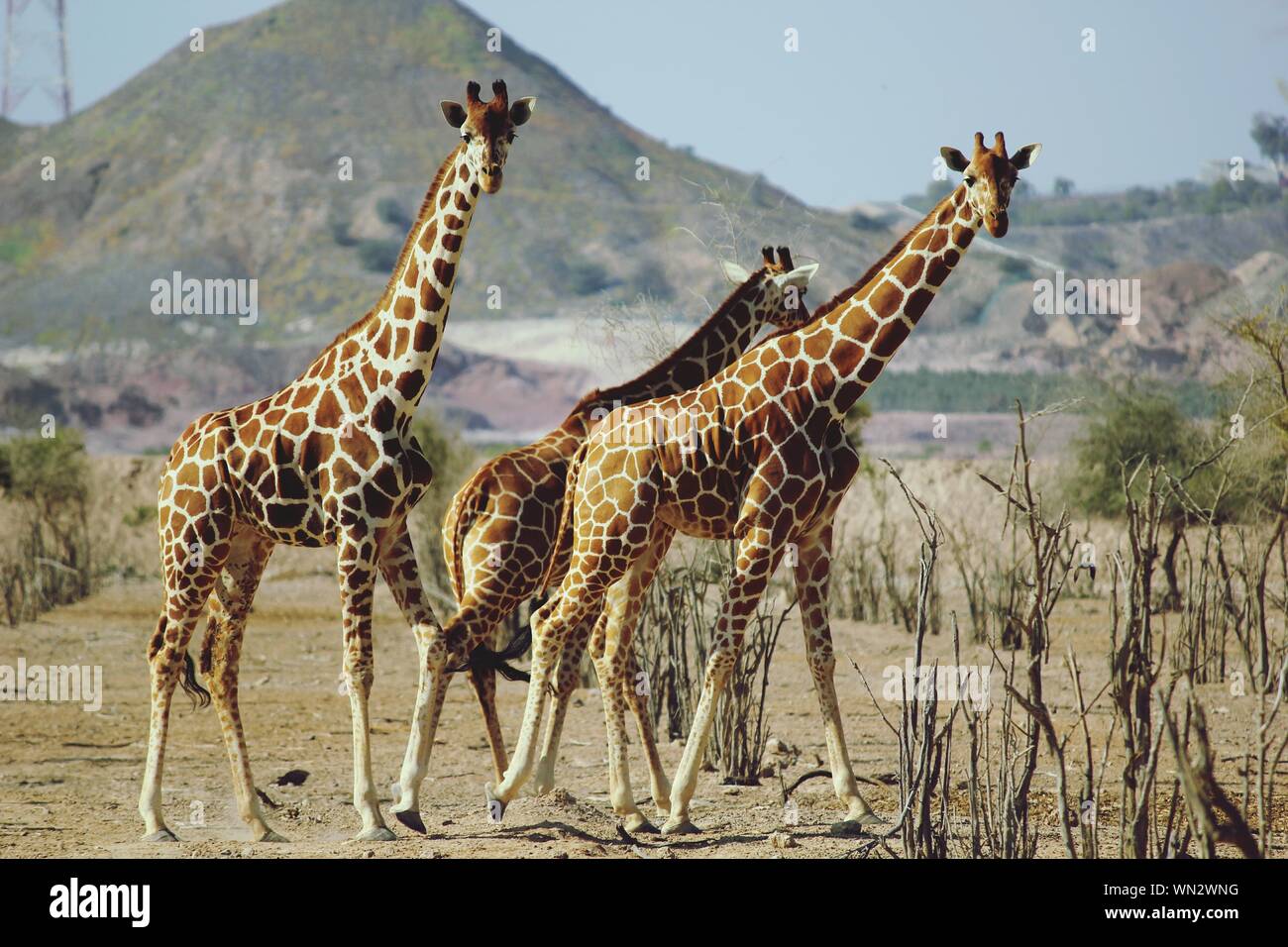 Giraffes Standing On Field Against Mountain At Anantara Desert Island Stock Photo